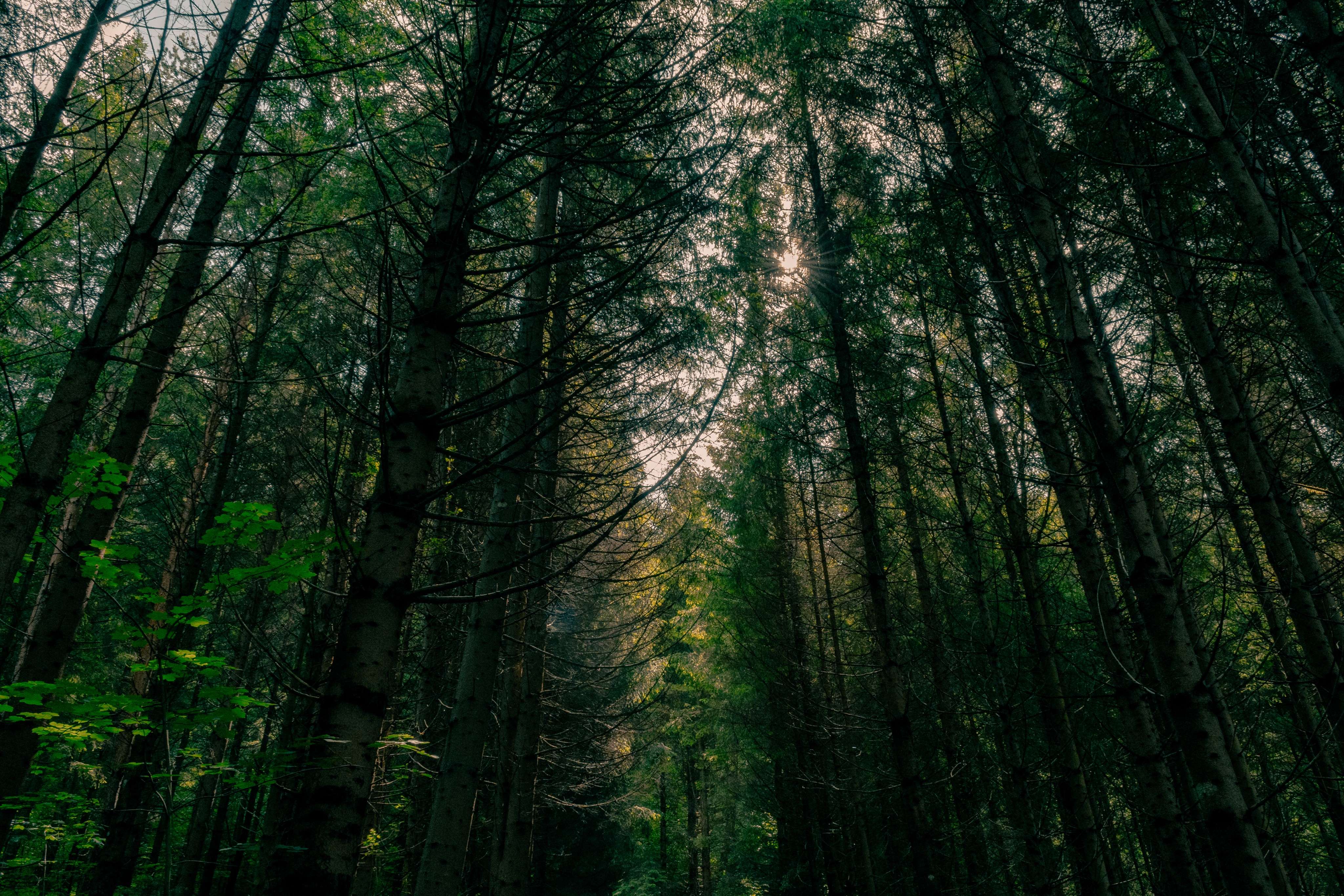 Photo 45